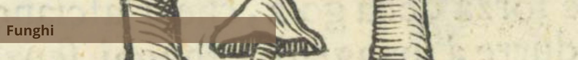 Banner Funghi