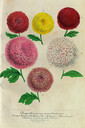 1966